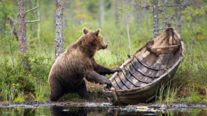 "Veneilijä" av Ilkka Niskanen är vinnare i kategorin Naturen och människan. En björn som håller i en gammal roddbåt i trä, vid ett vattenbryn i en grön skog. Bilden är vinnare i kategorin Naturen och människan i tävlingen Årets naturbild 2016.