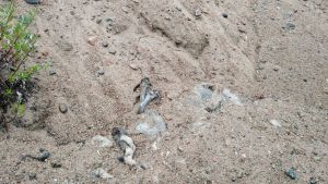 En av de döda hundarna vid Sandåsen utanför Jakobstad. En av de döda hundarna vid Sandåsen utanför Jakobstad