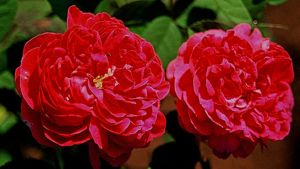 'Rose de Rescht' är en buskros som blommar rikligt med tätt fyllda blommor i intensivt karminrött eller ceriserosa. Denna bild från 2009. 'Rose de Rescht' är en buskros som blommar rikligt med tätt fyllda blommor i intensivt karminrött eller ceriserosa. Denna fotograferad av Paul Zimmerman 2009.