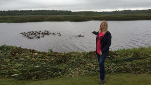 Mona Suomela och en flock vitkindade gäss. Knatte, Fnatte och Tjatte simmar längst fram. Mona Suomela och en flock vitkindade gäss. Knatte, Fnatte och Tjatte simmar längst fram.