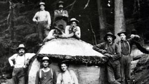 Amerikafinländare i skogsarbete Amerikafinländska män i skogsarbete poserar framför en fälld tjock trästam år 1910.