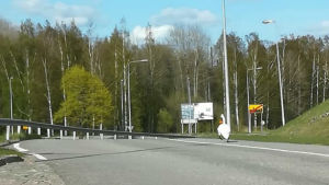 Svanen promenerade farligt nära bilarna. Svan promenerar vid vägkanten nära övergångsställe.