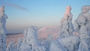 Upplega på träd vid Luosto-fjället i Lappland.