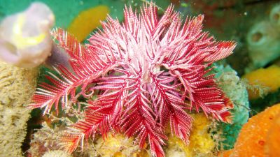 En sjölilja (Ptilometra australis) under vattnet.