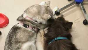 Mila och Trevor får hjälp hos veterinären i Tenala. Hundarna Trevor och Mila vilar på golvet efter att ha blivit förgiftade.