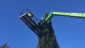 Miehet nostettiin puun yläosiin ottamaan pistokkaita.