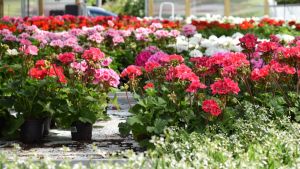 Pelargoniaruukkuja kasvihuoneessa.