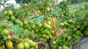 Luumupuu raakileista tiheänä.