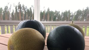 Mikkelin Haukivuorella kasvaneita meloneita.