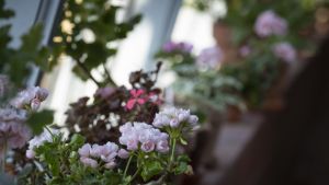 Pelargoneja ikkunalaudalla. 