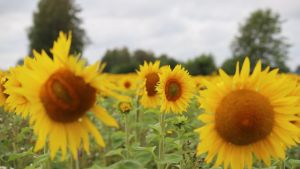 Auringonkukkapelto Pyhtäällä.
