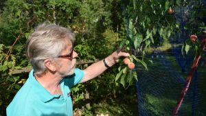 Puutarhaneuvos Arno Kasvi persikkapuun lähellä.