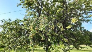 Ähtärin Rämälänkylällä kasvava yli 120-vuotias puu on kasvatettu vienankarjalaisilta kulkukauppiailta saadun omenan siemenestä. Puu on yksi suomalaisten paikallislajikkeiden emopuista. 