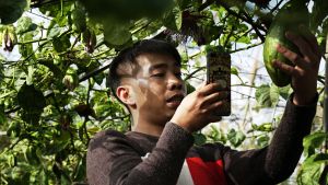 Hedelmätarhuri Zheng Zhihong alkoi tehdä videoita kiinalaisiin lyhytvideosovelluksiin toissa vuonna. Hedelmien myynti lähti huimaan nousuun.