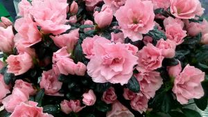 Iso atsalea ruukussa