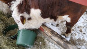 Puhdistaa ruotsiksi Puhdistaa ruotsiksi