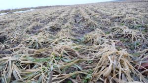 Lauhan sään mukanaan tuoma lumettomuus uhkaa syysviljaa