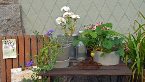 Man kan även odla jordbuggar på trottoarer. Visste du att man kan växa blommor på trottoarer?