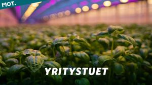 Suomen sitkein lobbari
