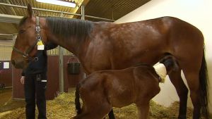 Elämäni eläimet: Eläinsairaalassa