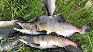 Yle Uutisluokka Triplet