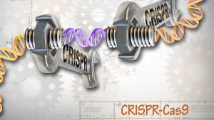 CRISPR-menetelmät mullistavat tautien hoidon mutta herättävät myös uhkakuvia - jopa ihmisen perimä voidaan kirjoittaa uusiksi