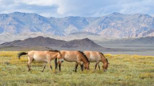Mongolian villihevosten kanta toipuu - Korkeasaaren Hanna ja Helmi vapautettiin Aasian aroille