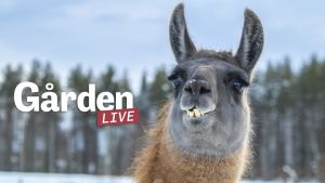 Gården: live