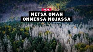 Mitä hakatun metsän tilalle? Uuden metsälain mukaan hakatulle metsälle ei ole pakko tehdä mitään.