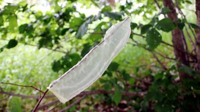 japanilainen tabu seksi putki