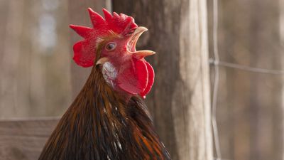 ruskeaverikkö lasit suihin