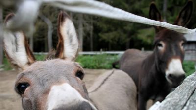 Seksikäs tytöt ovat alasti