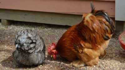 Seksikäs Ebony lesbot seksiä