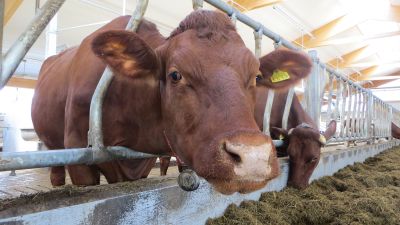 tyttöjen pieni pussys