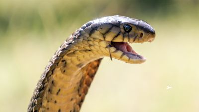 Valkoiset naiset iso pussies