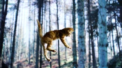 Prisma: Kissojen salainen elämä – Tiesitkö tämän lemmikistäsi? | Yle TV1 |  
