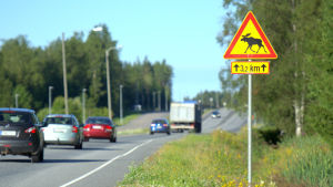 Jaktvårdsföreningarna uppmanar bilisterna att ta varningsmärkena på allvar, annars är risken för viltkrockar större. Älgvarning vid förlängningen av Smedsby omfartsväg.