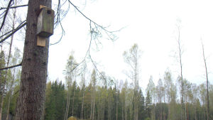 En flygekorrholk som blev kvar efter att träden röjts i Toby. En flygekorrholk som blev kvar efter att träden röjts i Toby.