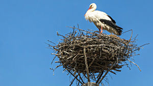 Storken bygger sitt bo bland annat på tak, skorstenar eller i toppen av en stolpe – förutsatt att det finns ett fundament där, som det på bilden. Stork i ett storkbo i toppen av en stolpe