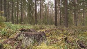 Metsää Keski-Suomessa
