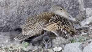Joka kevät Bengtskärin valitsee pesintäpaikakseen aiempaa suurempi määrä haahkoja. Viime keväänä niitä oli 460. Haahka hautoo kivimuurin edessä. Haahkan alla on poikanen.