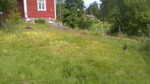 Torräng där gråfibblan blommar. En bild på en äng där det växer gula blommor. I bakgrunden syns ett rött hus.