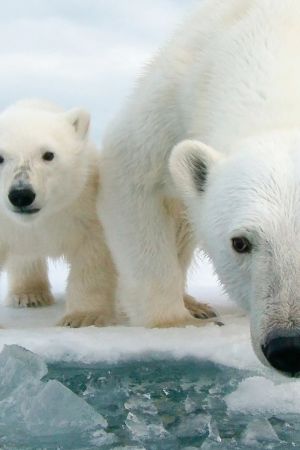 Jääkarhunpennuilla on edessään suuri seikkailu. Ne lähtevät emonsa kanssa pitkälle vaellukselle.