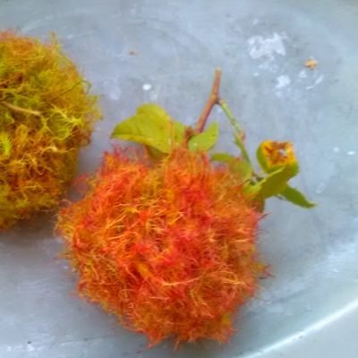 Två bollar i orange och grönt, som liknar mossa, med grenar av rosor.
