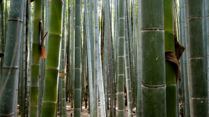 Bambuskog nära Kyoto i Japan