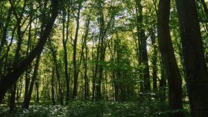 Compiègnen vehreä, historiallinen metsä. Compiègnen lehtevä metsä on yli 17300 ha:n kokoinen alue Pariisista 80 km. koilliseen.