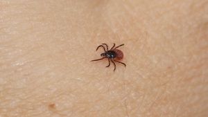 Enligt Insitutiet för hälsa och väldfärd, THL, fanns det 79 fall av fästingburen hjärninflammation, TBE, år 2018. De flesta fall fanns i Pargas, men även i Esbo förekom flera fall. Fästing på hud