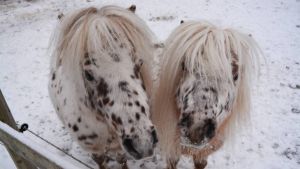 Timo och Touko. Två vita och brunprickiga minihästar står och ser rakt in i kameran. Vinter.