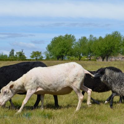 Lammaskatras syö ruohoa.