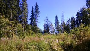 Tuhoutuneiden kuusien tilalle istutettiin jalopuun taimia Lahdessa Aukko kaupunkimetsässä Lahden Mukkulassa